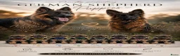 German Shepherd dogs for sale: Pedigree German Shepherd Puppies - Advert 1