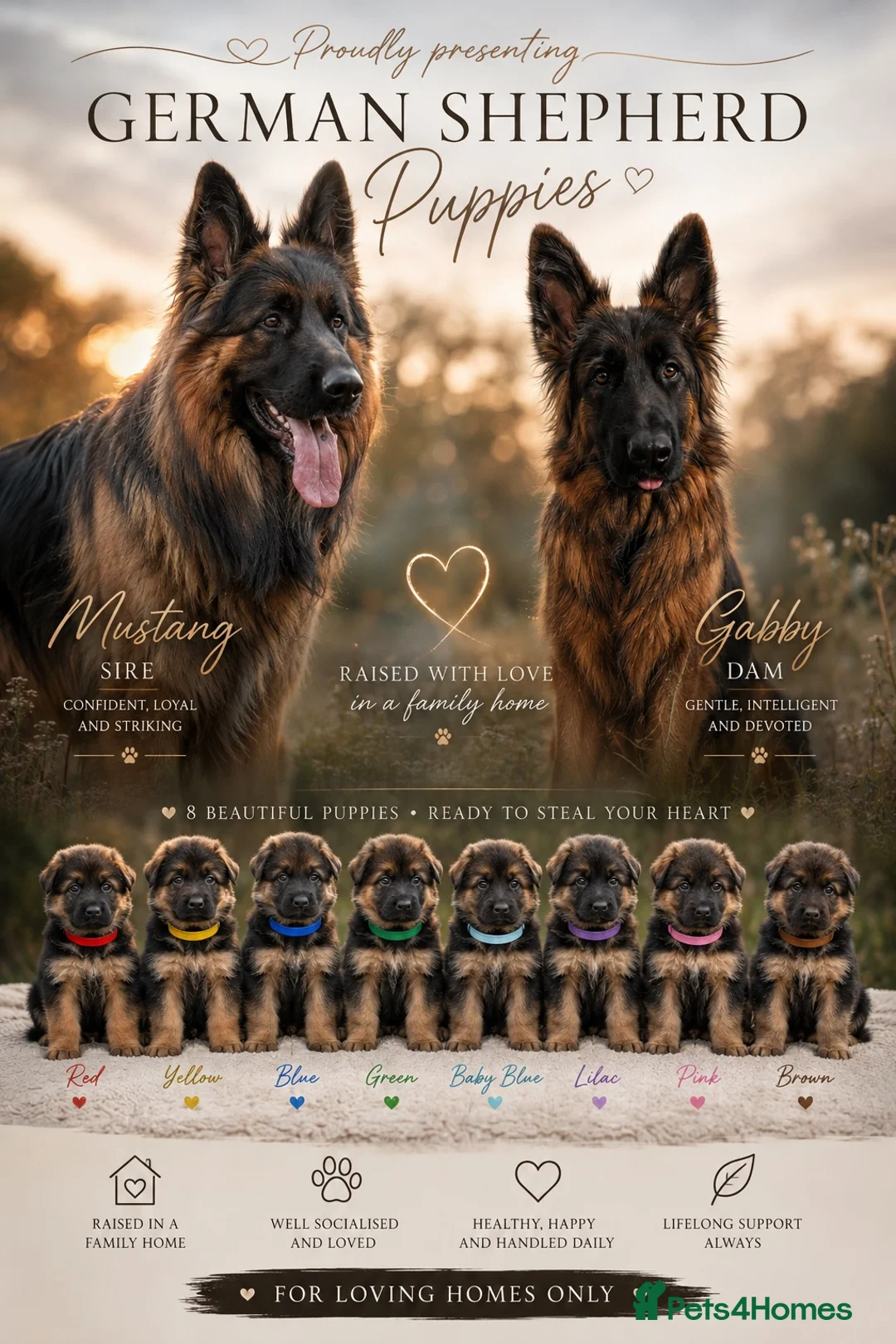German Shepherd dogs for sale: Pedigree German Shepherd Puppies - Advert 1