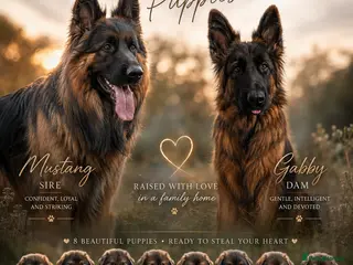 German Shepherd dogs KC Registered German Shepherd Puppies - Advert 5