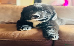 Mixed Breed dogs for sale: Labernese x Bernese mountain dog puppies READY NOW - Image 8