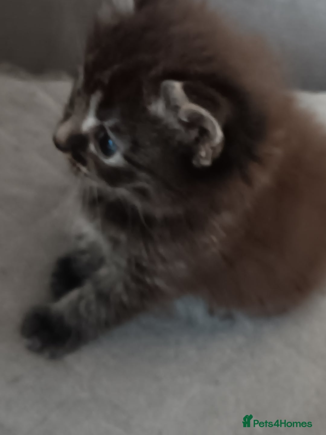 Bengal cats for sale: adorable kittens - Image 1