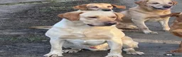 Labrador Retriever dogs for sale: STUNNING DARK YELLOW BOY, PASSED VET CHECK & READY - Advert 8