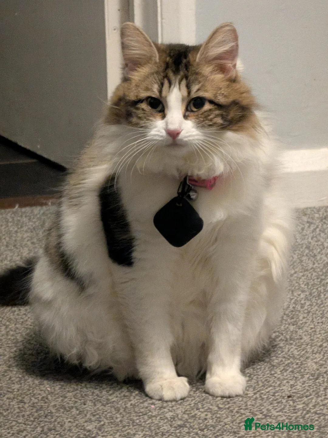 British Longhair cats for sale: Baby longhair mixed  in Carlisle - Advert 1