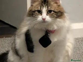 British Longhair cats Baby longhair mixed - Advert 4