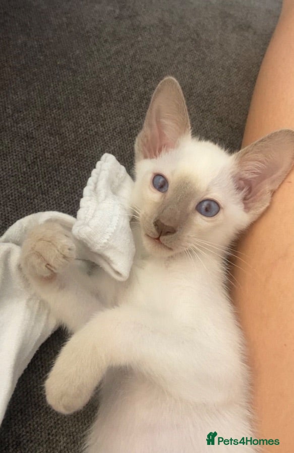 Siamese cats 1 boy left Full Siamese lilac point ready to go - Advert 8