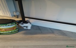 Mixed Breed cats for sale: 3 female kittens 1 male - Image 3