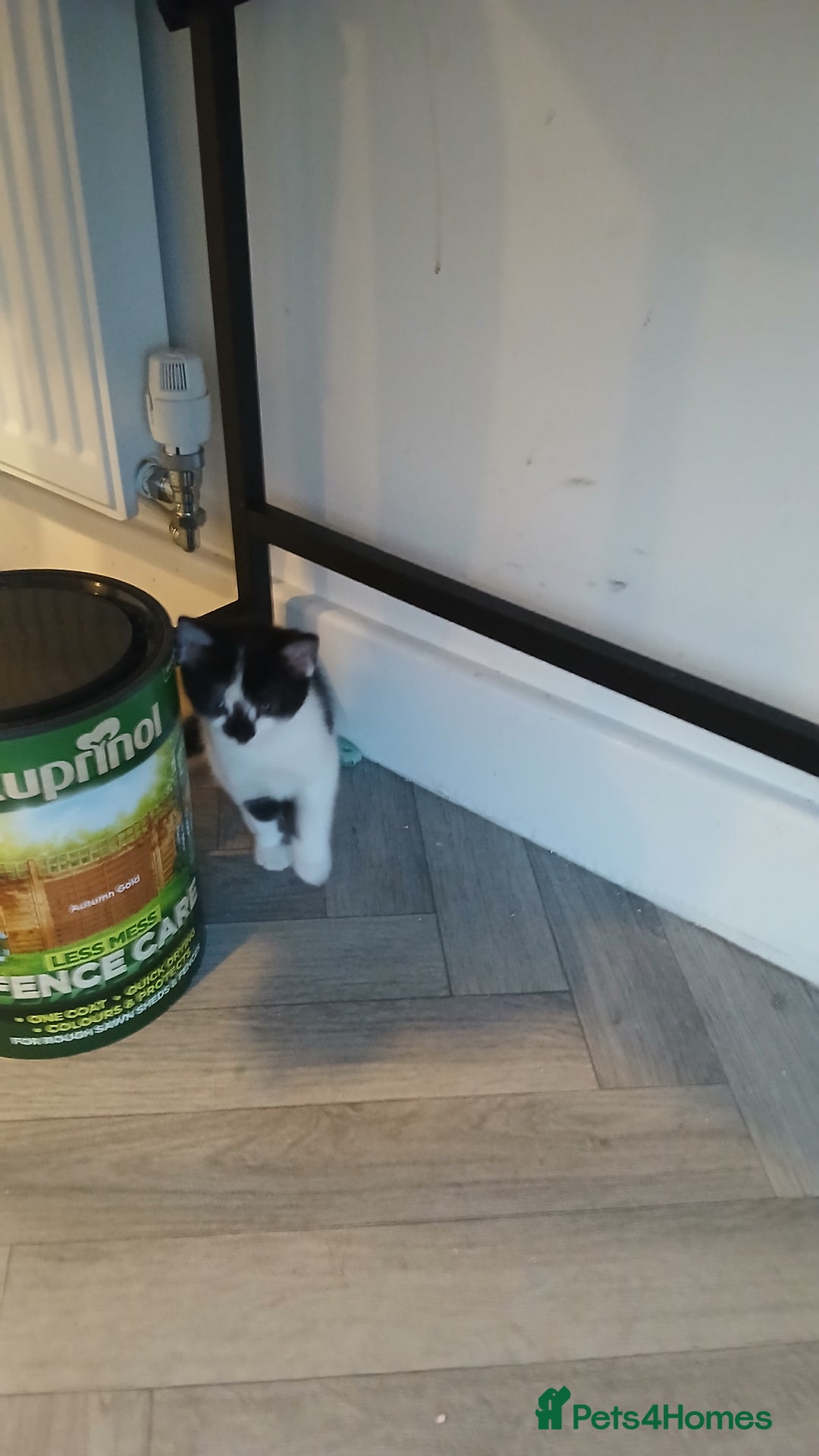 Mixed Breed cats for sale: 3 female kittens 1 male - Image 3