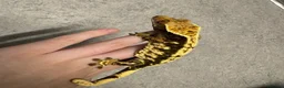 Gecko reptiles for sale: Female Crested Gecko for sale  - Advert 3