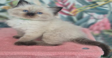 Ragdoll cats - Advert 15