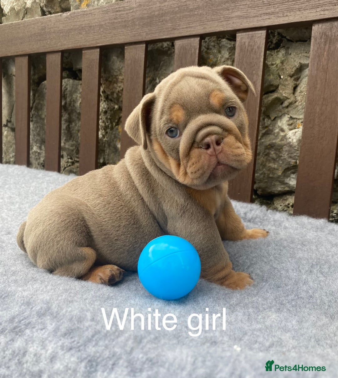 English Bulldog dogs for sale: Beautiful KC lilac & tan English bulldog puppies - Image 34