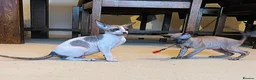 Cornish Rex cats for sale: Lovely Cornish Rex gils looking new parents  - Advert 2