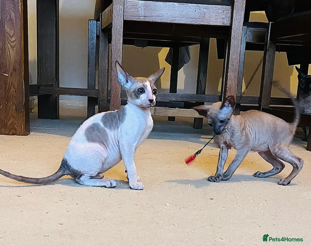 Cornish Rex cats for sale: Lovely Cornish Rex gils looking new parents  - Advert 2