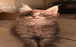 Maine Coon cats for sale: Mainecoon Kittens  - Image 12