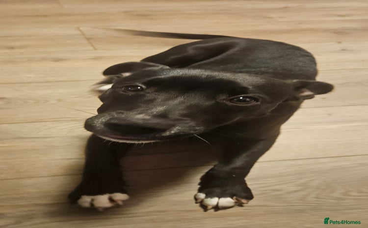 Mixed Breed dogs - Advert 8