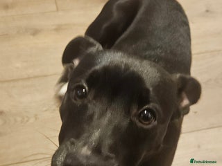 Mixed Breed dogs for sale - Advert 1