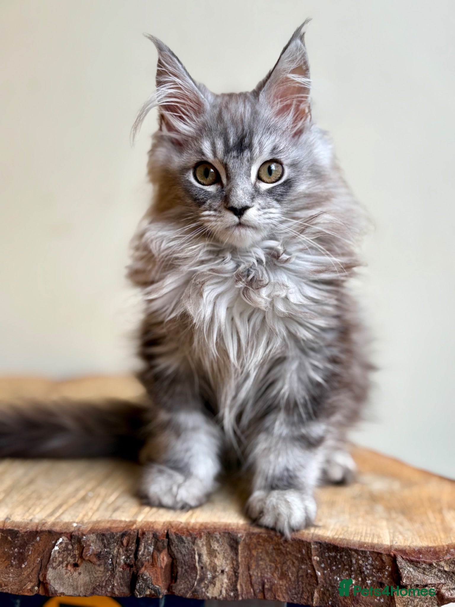Maine Coon cats Beautiful Maine coon kittens - Advert 2