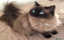 Ragdoll cats for sale: Stunning Big Rare Flame Point Ragdoll Kitten  - Image 10