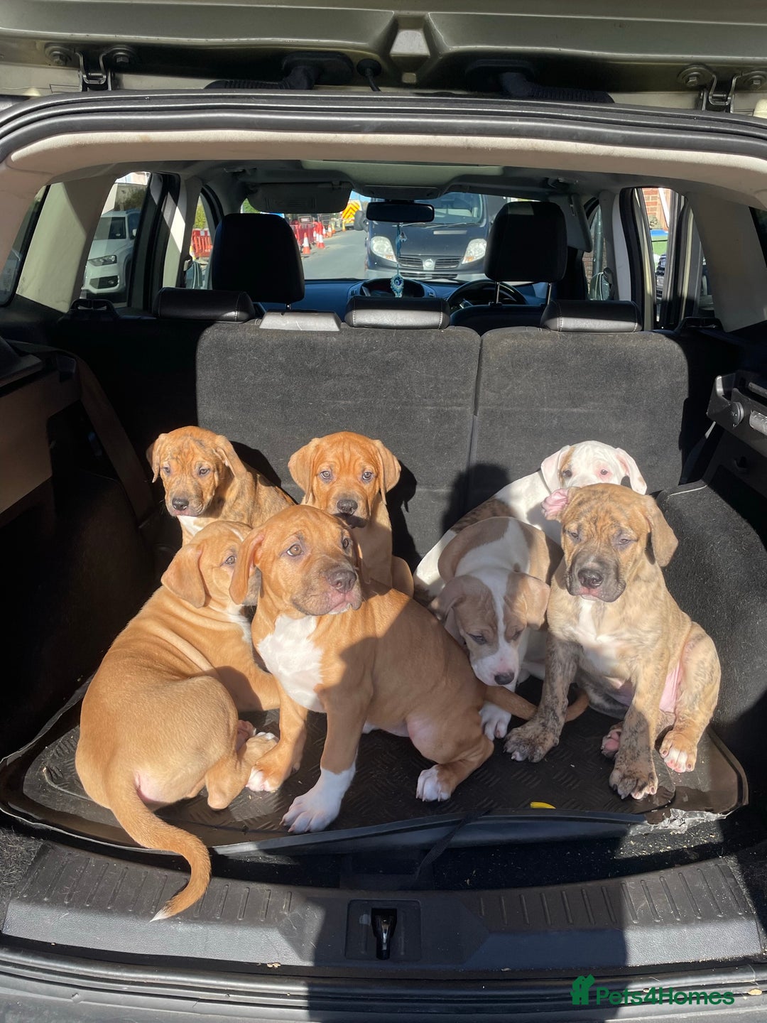 Mixed Breed dogs for sale: Last 3 READY TO LEAVE! Presa X Doberman - Advert 1