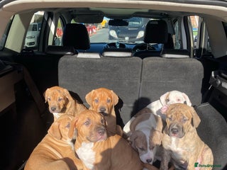Mixed Breed dogs READY TO LEAVE! Presa X Doberman- 4 remaining!! - Advert 15