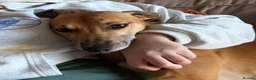 Lurcher dogs for sale: Beautiful Lurcher lawson is looking for his home  - Advert 4