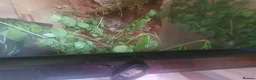 Stick Insects invertebrates for sale: Indian Stick Insect nmphs for sale  - Advert 6