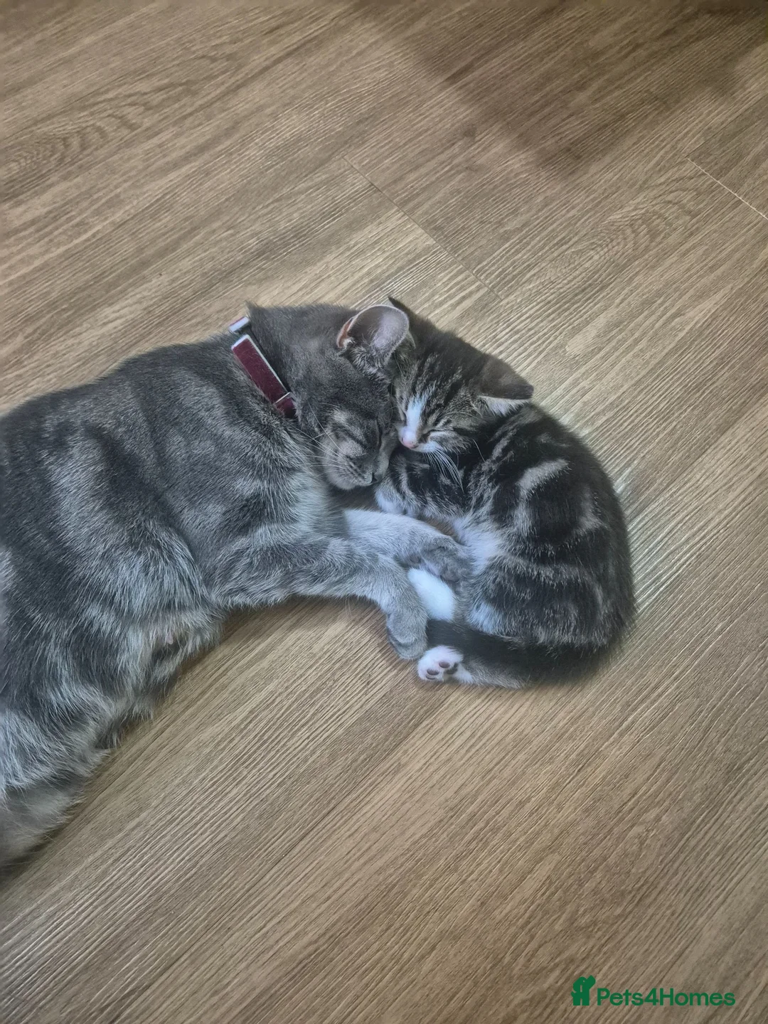 Mixed Breed cats for sale: Kittens for sale - Advert 1