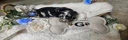 Cockapoo dogs for sale: Beautiful F1B blue merle miniature poodle  - Advert 3