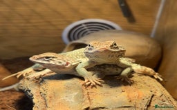 Lizard reptiles for sale: Collared Lizards - Male and Female  - Image 1