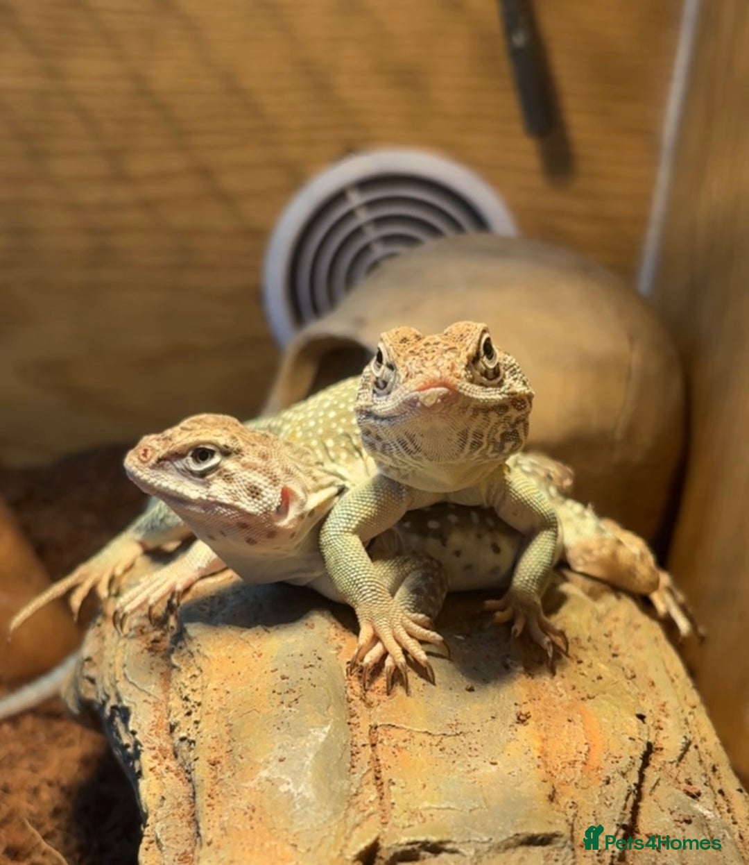 Lizard reptiles for sale: Collared Lizards - Male and Female  - Image 1