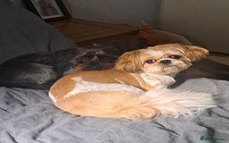 Mixed Breed dogs for stud: Dachshund x Shih Tzu for stud - Image 4