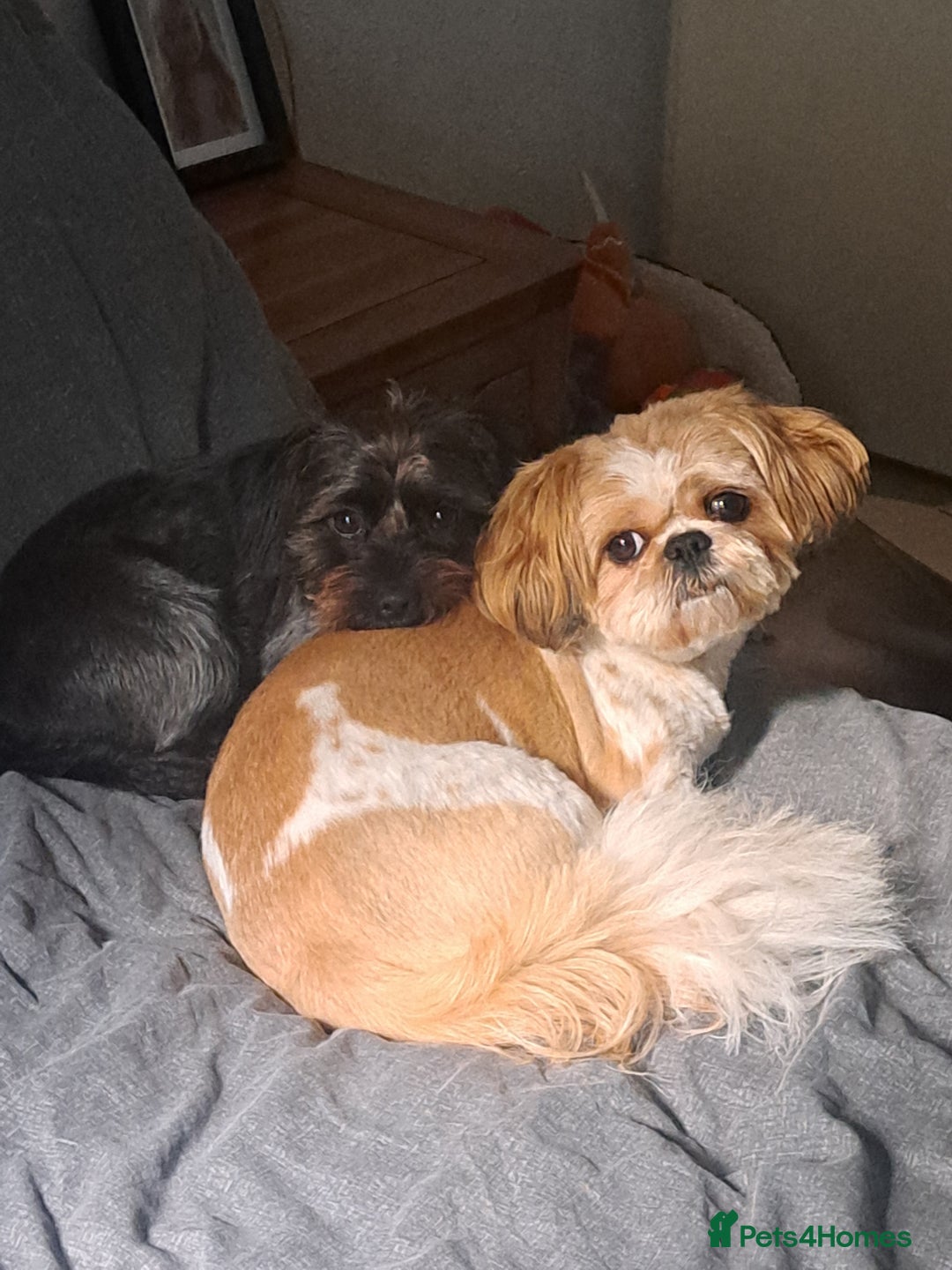 Mixed Breed dogs for stud: Dachshund x Shih Tzu for stud - Image 4