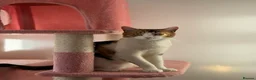 British Shorthair cats for sale: Beautiful Calico Female Cat Vaccinated  - Advert 8