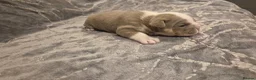 English Bulldog dogs for sale: ☆ showstopping stocky and Rare lilac tri pups ☆  - Advert 32