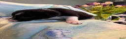Border Collie dogs for sale: Boarder Collie puppies looking for active homes in Worcester - Advert 4