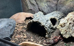 Gecko reptiles for sale: African fat tail gecko  - Image 5