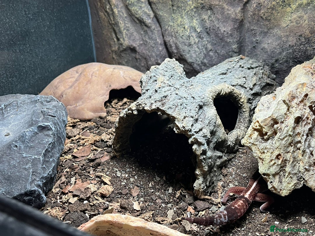 Gecko reptiles for sale: African fat tail gecko  - Image 5
