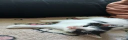 Mixed Breed cats for sale: Cute fluffy little kitten - Advert 9