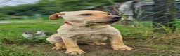 Mixed Breed dogs for adoption: Indie – Gorgeous Young Shar Pei Cross - Advert 10