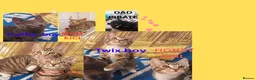 Mixed Breed cats for sale: Adorable kittens looking for loving home  - Advert 1