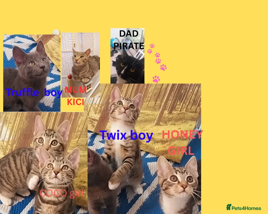 Mixed Breed cats for sale: Adorable kittens looking for loving home  - Advert 1