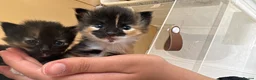 Mixed Breed cats for sale: Nutella is a female kitten  in Gateshead - Advert 9