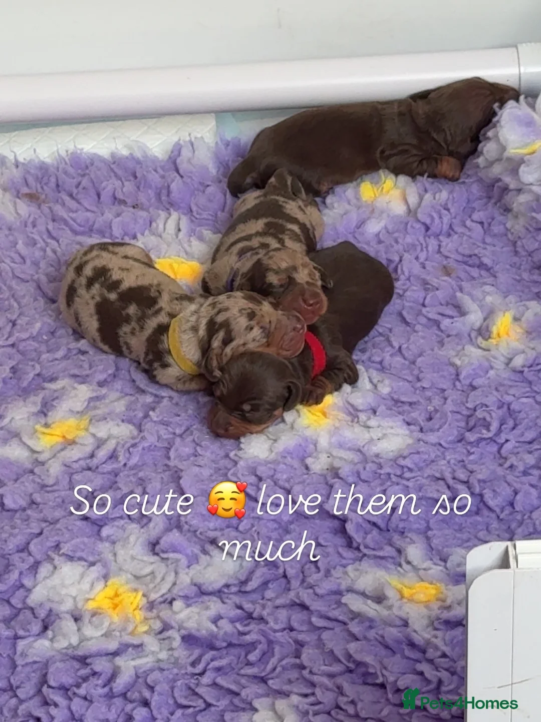 Miniature Dachshund dogs for sale: Absolutely stunning miniature dachshunds  - Advert 11