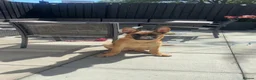 Belgian Shepherd Dog dogs for sale: Belgian mal in Bathgate - Advert 3