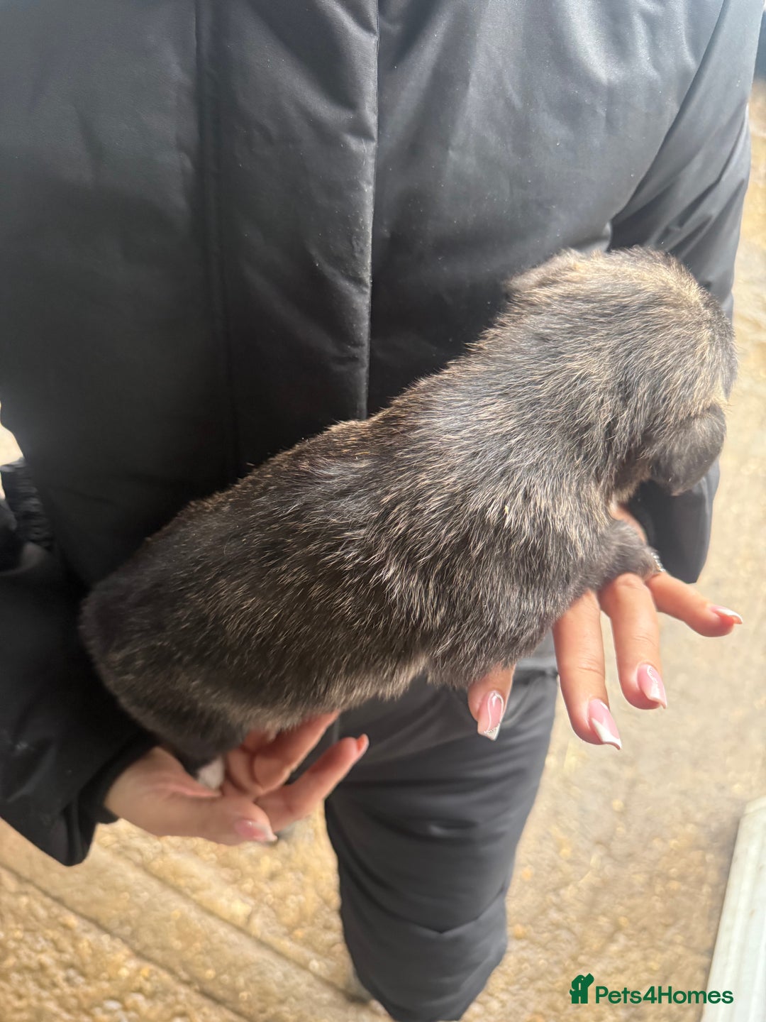 Whippet dogs for sale: Bedlington whippet puppies  - Advert 7