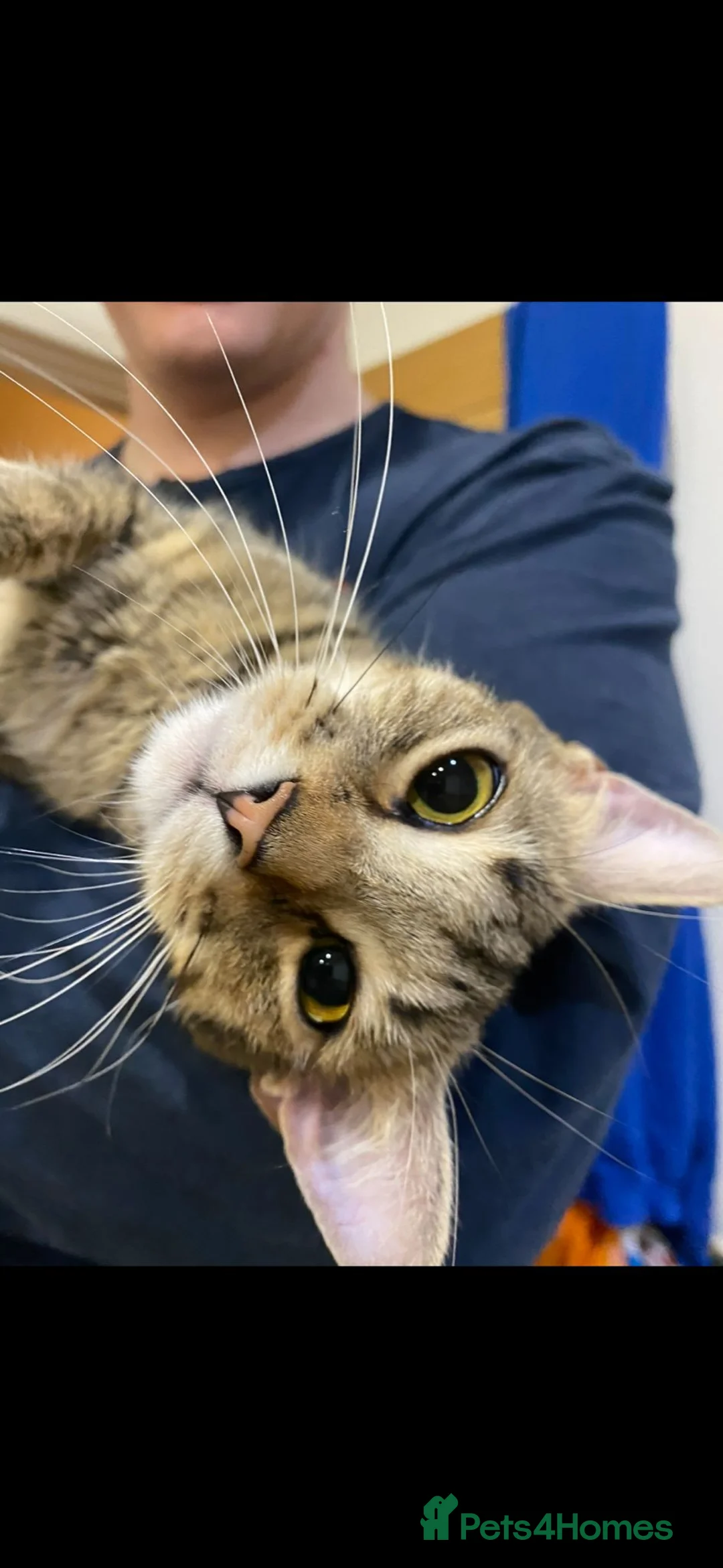 Mixed Breed cats for sale: Pumpkin & Yoshi  - Advert 6