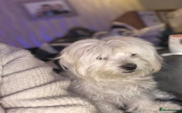 Maltese dogs for sale: Maltese puppy’s  - Image 4
