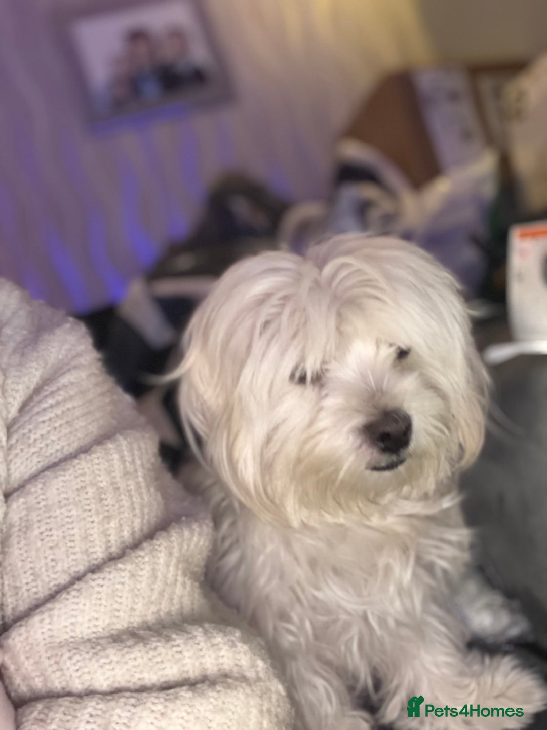 Maltese dogs for sale: Maltese puppy’s  - Image 4