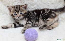 Mixed Breed cats for sale: Adorable Kittens Ready SOON - Image 8