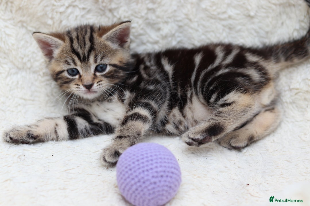 Mixed Breed cats for sale: Adorable Kittens Ready SOON - Image 8