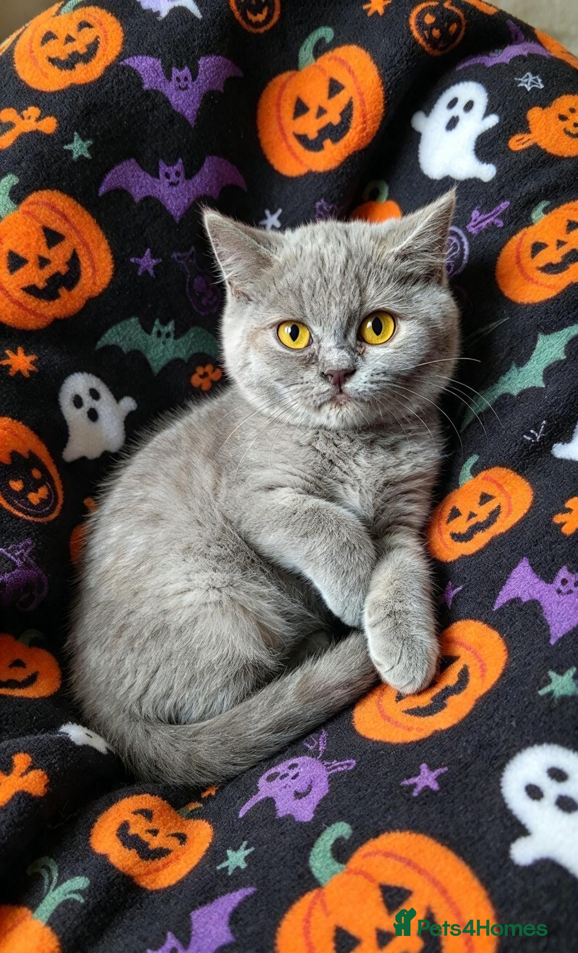 British Shorthair cats for sale:  💜🖤 British Shorthair Kittens 🖤💜 - Advert 2